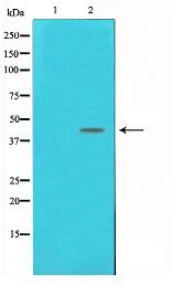 DNA Polymerase beta Antibody