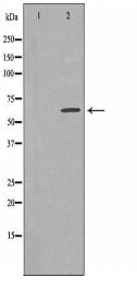 TBC1D3 Antibody