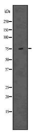 DVL1 Antibody