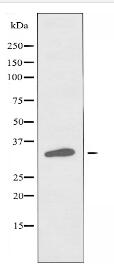 TAS2R16 Antibody