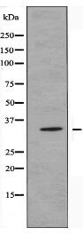 OR52A4 Antibody