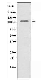 HXK1 Antibody
