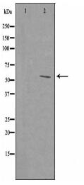 RPL39 Antibody