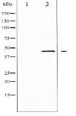 p47 phox Antibody