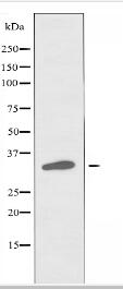 POU4F3 Antibody