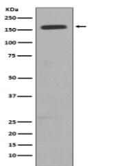 CD11b Antibody