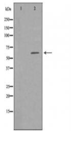 MNT Antibody