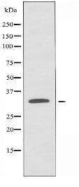 OR1B1 Antibody