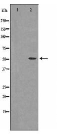 IRF4 Antibody