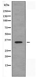 OR9G4 Antibody