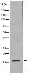 RPS19 Antibody