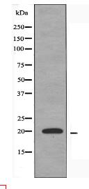 TNFAIP8L2 Antibody