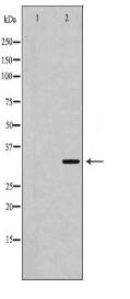 USF1 Antibody