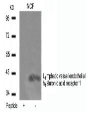 LYVE1 Antibody