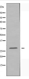 LFA3 Antibody