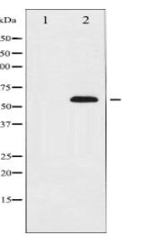 p56 Dok-2 Antibody