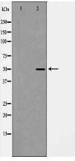 Beclin 1 Antibody