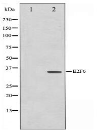 E2F6 Antibody