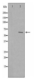 TAF15 Antibody