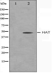 HAT Antibody