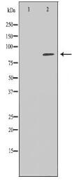 NR3C1 Antibody