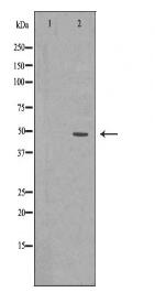 RAD52 Antibody