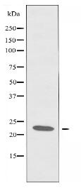 RCL Antibody