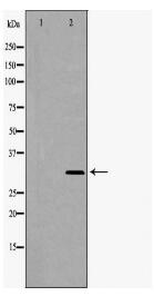 SDCBP Antibody