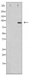 MCPH1 Antibody