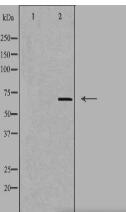 SLC7A4 Antibody