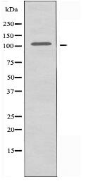 ZZZ3 Antibody