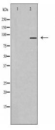 TAS1R3 Antibody