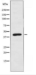 HTR4 Antibody