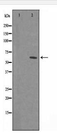 PSMD3 Antibody