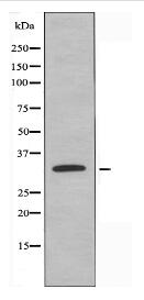 SFRS2B Antibody