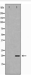 PTHLH Antibody