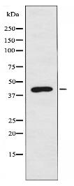 PEVR1 Antibody
