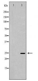 PSMA2 Antibody