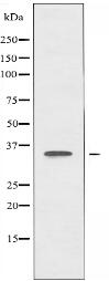 ZNF134 Antibody