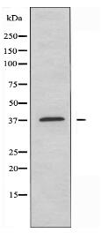 PEX14 Antibody