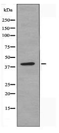 RFC2 Antibody