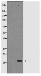 POLR2D Antibody