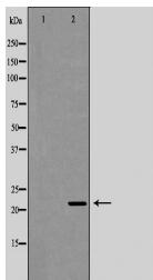 PRDX2 Antibody