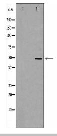 JNK1 Antibody