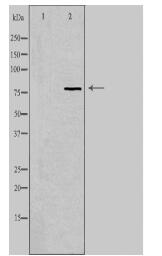 RFWD2 Antibody