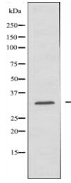 MRPL46 Antibody