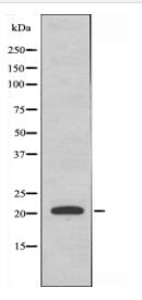 MRPL32 Antibody
