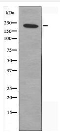 ZNF638 Antibody