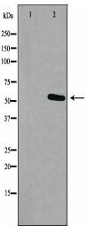 RXFP3 Antibody