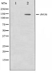 iNOS Antibody